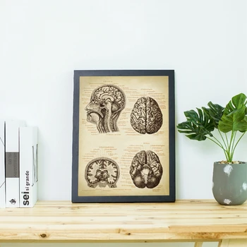 Smegenų Medicinos Spausdinti Žmogaus Galvos Anatomija Derliaus Iliustracija Plakatas Neurologijos Mokslas, Menas, Paveikslai Tapyba Nuotrauką Gydytojas Dovana 