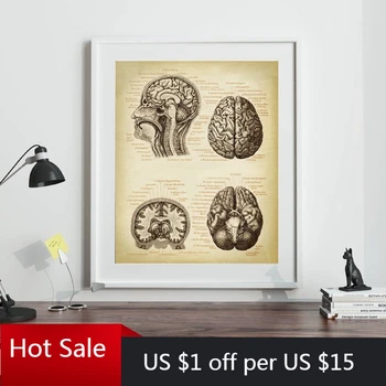 Smegenų Medicinos Spausdinti Žmogaus Galvos Anatomija Derliaus Iliustracija Plakatas Neurologijos Mokslas, Menas, Paveikslai Tapyba Nuotrauką Gydytojas Dovana 