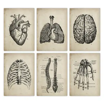 Žmogaus Anatomija Medicinos Anatomijos Mokslo Senovinių Plakatų Menas Spausdinti Gydytojas, Klinika, Sienų Dekoras Nuotraukas Kraft pape