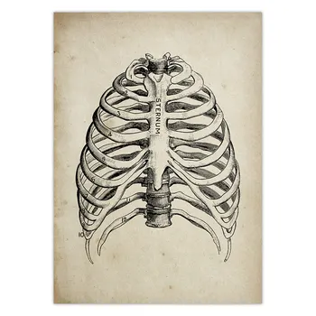Žmogaus Anatomija Medicinos Anatomijos Mokslo Senovinių Plakatų Menas Spausdinti Gydytojas, Klinika, Sienų Dekoras Nuotraukas Kraft pape