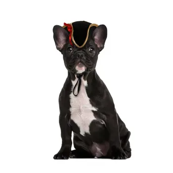 Pet Šuo, Katė Bžūp Juokinga Halloween Pet Produkto Fotografija Cosplay Policijos Skrybėlę Atostogų Kostiumas Čihuahua, Jorkšyro Priedai