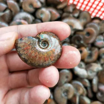 Spiralės Ammolite Gamtos Ammonite Iškastinio Grynas Myli Iškastinio Šiurkštus Akmens Fizinis Rankdarbių Žaidžiamas ant Delnų Akmenų Kolekciją Dovanos
